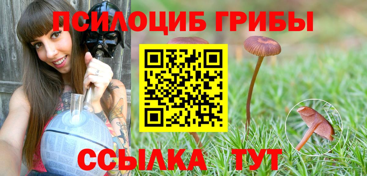 Галлюциногенные грибы Psilocybe Кандалакша
